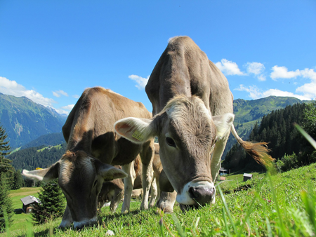 Feeding outdoor cows
