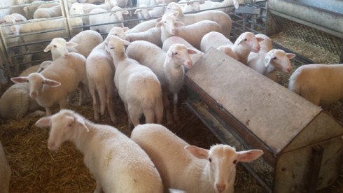 Nueva línea de piensos High Quality corderos y terneros