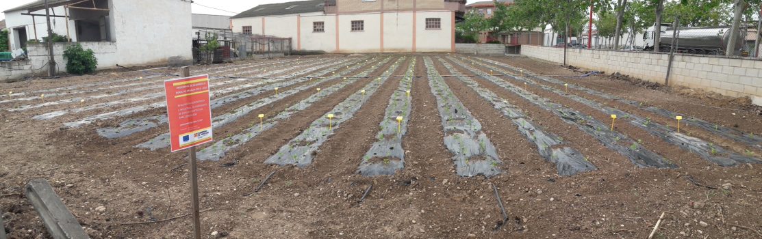 Día 20 de mayo. Todo el ensayo plantado, con el cartel identificando el ensayo de la DGA